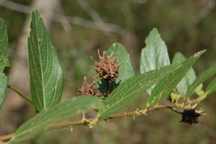Byttneria filipes