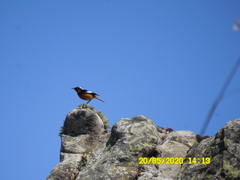 Phoenicurus moussieri