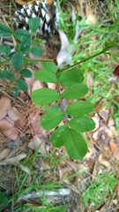 Tephrosia spicata