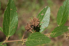 Byttneria filipes