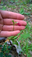 Tephrosia spicata