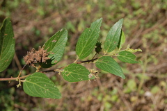 Byttneria filipes