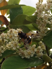 Volucella elegans