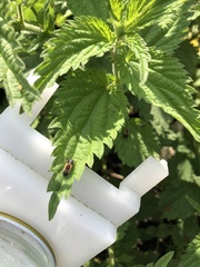Harmonia axyridis