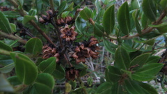 Bejaria