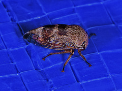 Xantholobus nigrocinctus