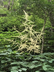 Aruncus