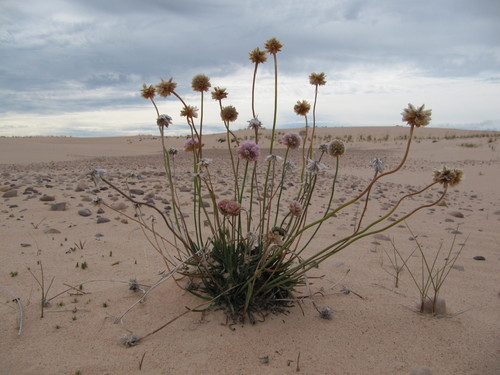 Armeria maritima