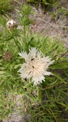 Stokesia laevis