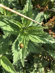 Harmonia axyridis