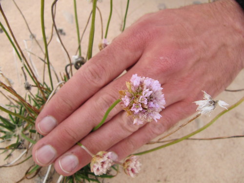 Armeria maritima