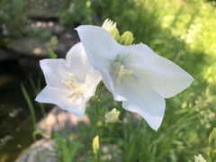 Campanula persicifolia