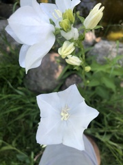 Campanula persicifolia