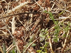 Dociostaurus maroccanus