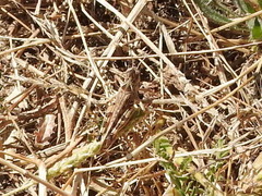 Dociostaurus maroccanus