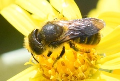 Osmia leaiana