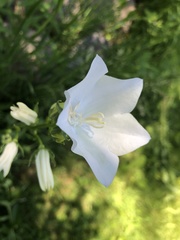 Campanula persicifolia