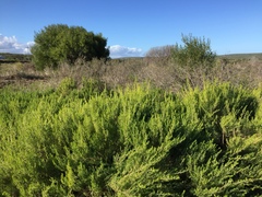 Aspalathus sanguinea