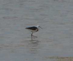 Cladorhynchus leucocephalus
