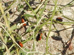 Hycleus scutellatus