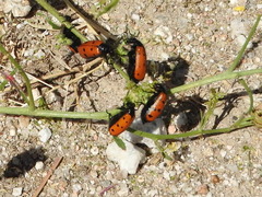 Hycleus scutellatus