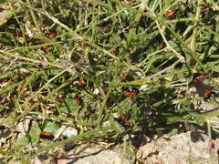 Hycleus scutellatus
