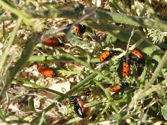Hycleus scutellatus