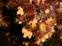 Parazoanthus axinellae image