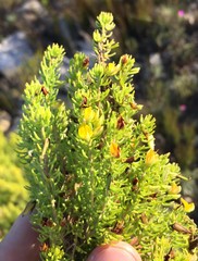 Aspalathus sanguinea