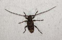Astyleiopus variegatus