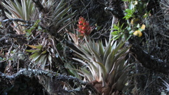 Tillandsia turneri