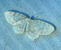 Hydrelia albifera