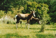 Damaliscus pygargus pygargus