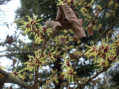 Hamamelis mollis