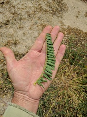 Astragalus pomonensis
