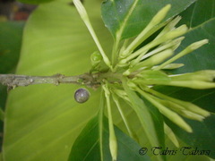 Magnoliopsida