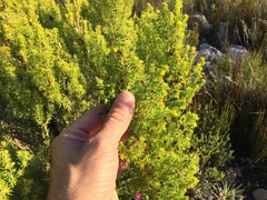 Aspalathus sanguinea