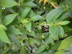 Magnoliopsida
