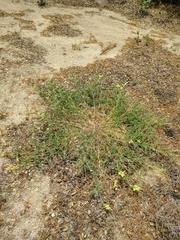 Astragalus pomonensis