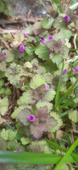 Lamium purpureum