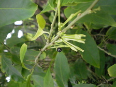 Magnoliopsida