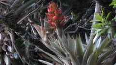 Tillandsia turneri