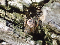 Araneidae