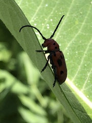 Tetraopes
