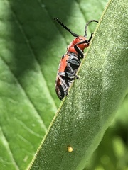 Tetraopes
