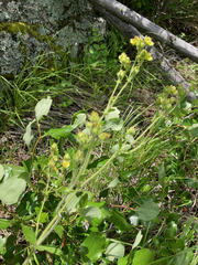 Drymocallis convallaria