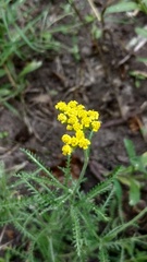 Achillea
