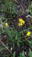 Achillea