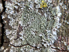 Hyperphyscia adglutinata