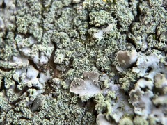 Hyperphyscia adglutinata